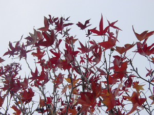 Dsc09625sx_2