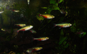 Dsc09689_crjpgasx_2