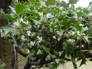 Dsc09759sx