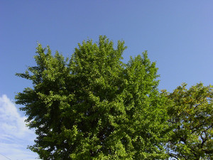 Dsc08630sx