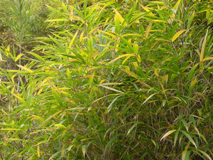Dsc09781sx