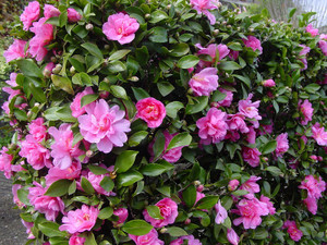 Dsc09784sx