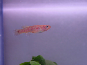 Dsc09853sx_2