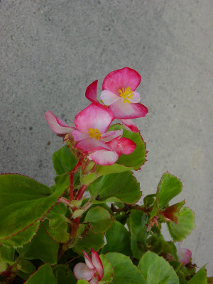 Dsc08949sx