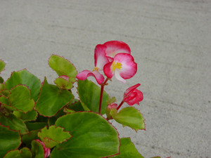 Dsc08962sx
