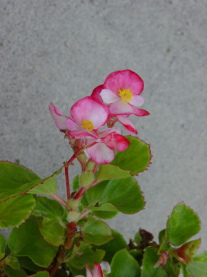 Dsc08966sx