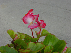 Dsc08970sx