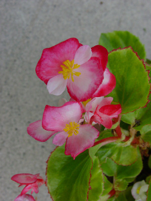 Dsc08973sx