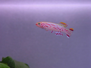 Dsc09858sx