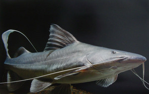 Dsc00001_crsx