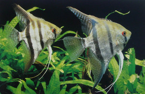 Dsc00007_crsx