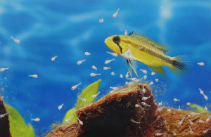 Dsc09971_crsx