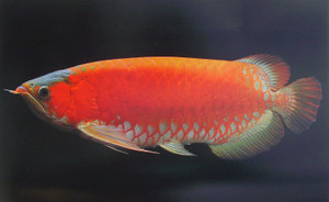 Dsc09993_crsx