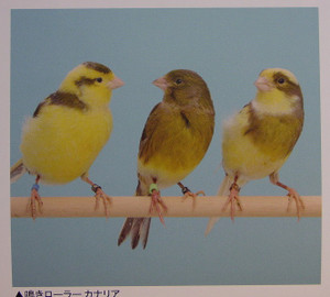 Dsc00007_crsx