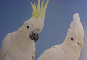 Dsc00010_crsx