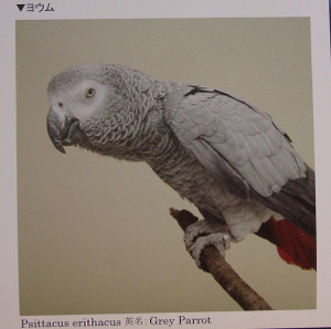 Dsc00012_crsx