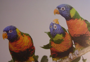 Dsc00015_crsx