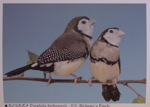 Dsc00020_crsx