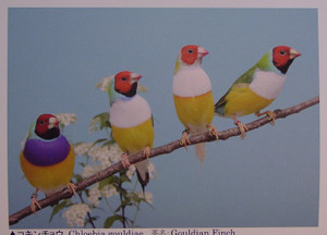 Dsc00021_crsx