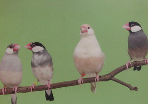 Dsc09936_crsx