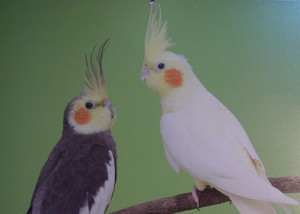 Dsc09993_crsx