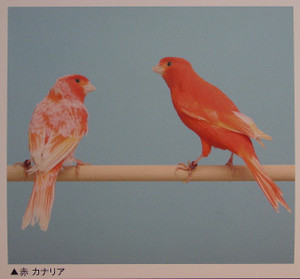 Dsc09999_crsx