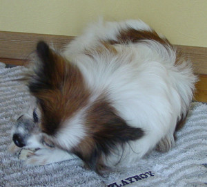Dsc09996_crsx