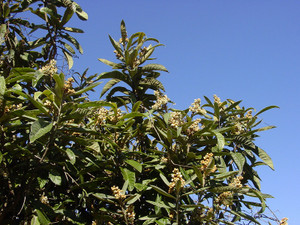 Dsc09935sx