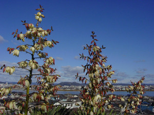 Dsc09938sx
