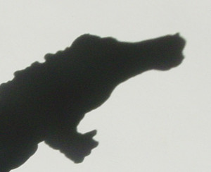 Dsc00026_crsx