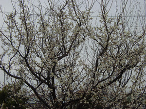 Dsc08628sx