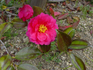 Dsc08631sx