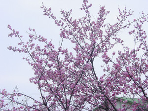Dsc08642sx