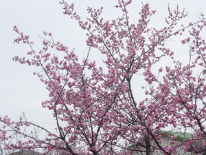 Dsc08644sx