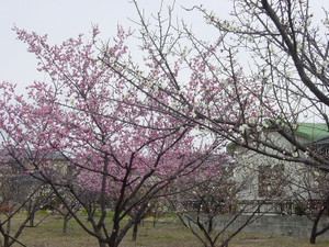 Dsc08646sx