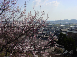 Dsc08972sx
