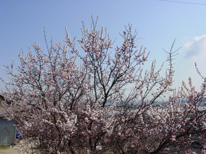 Dsc08979sx