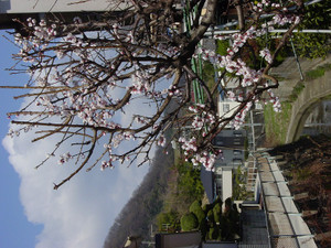 Dsc08995sx