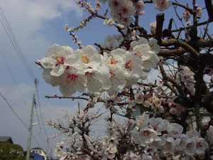 Dsc09035sx