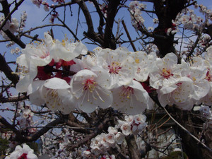 Dsc09036sx