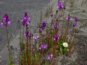Dsc09050sx_2