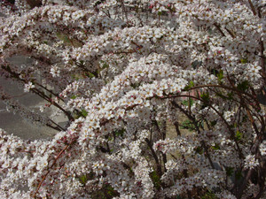 Dsc09058sx