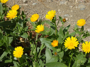Dsc09060sx