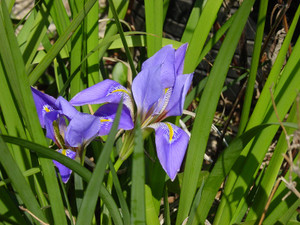 Dsc09061sx