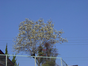 Dsc08957sx