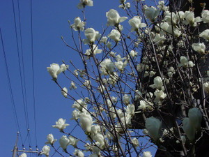 Dsc09040sx