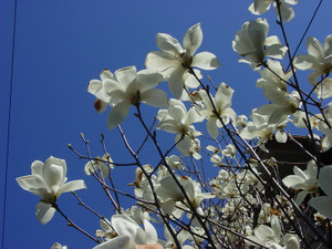 Dsc09074sx