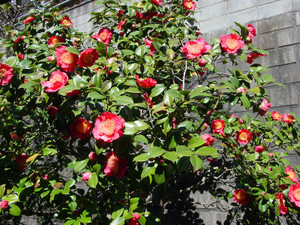 Dsc09082sx