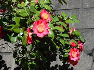 Dsc09083sx
