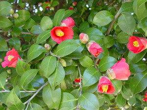 Dsc09157sx